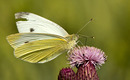 Fotos_Schmetterlinge, Falter