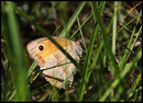 Fotos_Schmetterlinge, Falter