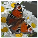 ich hatte gestern Besuch auf dem Balkon