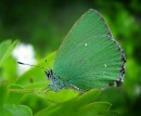 Callophrys rubi