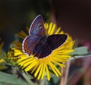 Fotos_Schmetterlinge, Falter