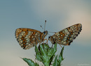DUO