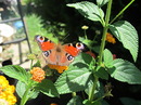 Schmetterling