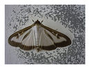 Fotos_Schmetterlinge, Falter