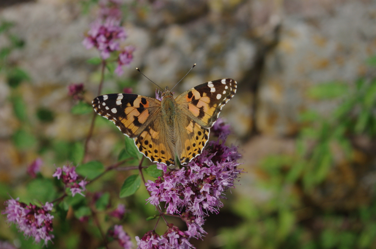 Natur Pur