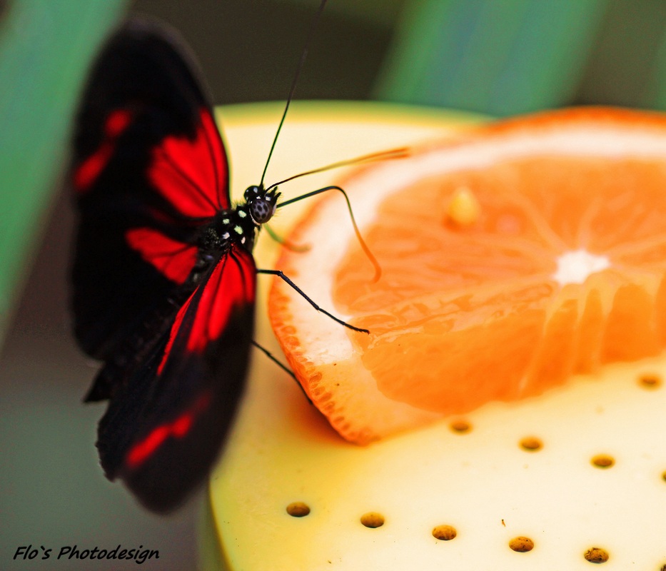 schmetterling