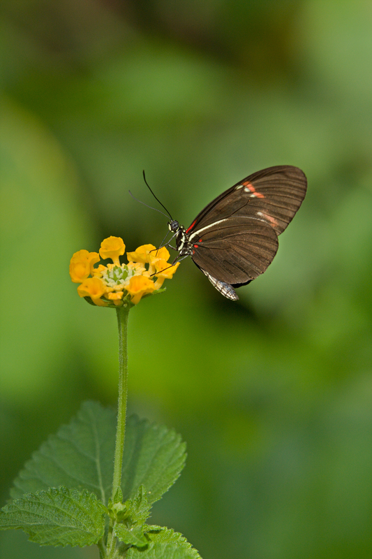 Noch so ein schöner Schmetterling.