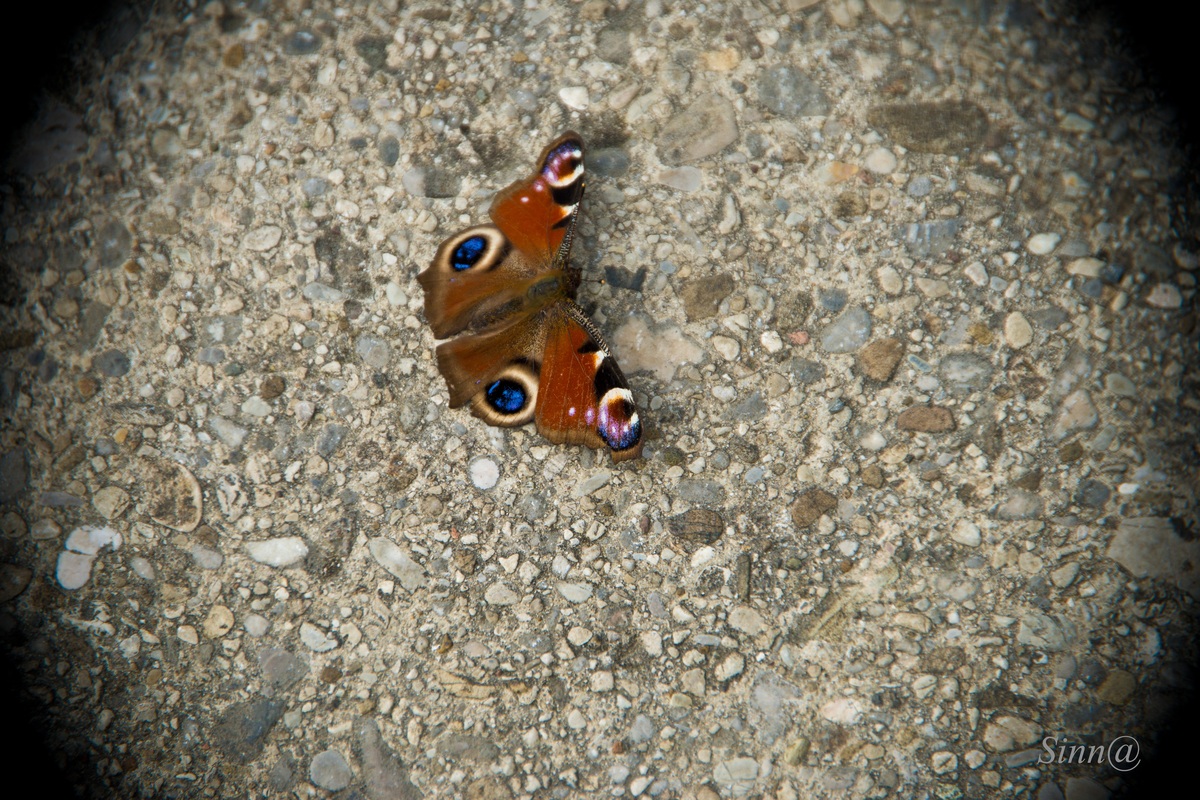 Schmetterling