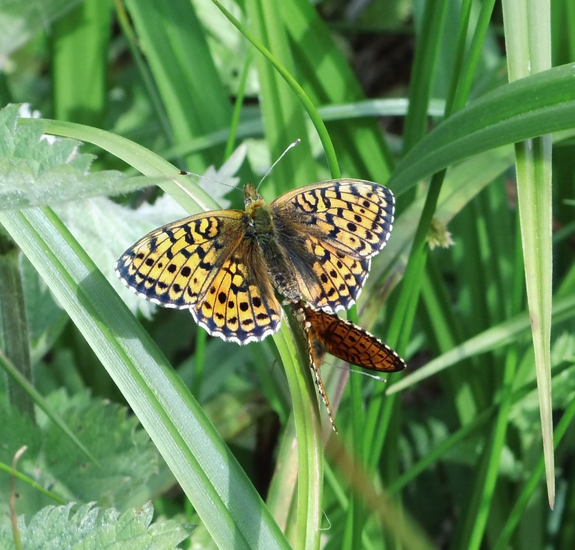Braunfleckiger Perlmutterfalter