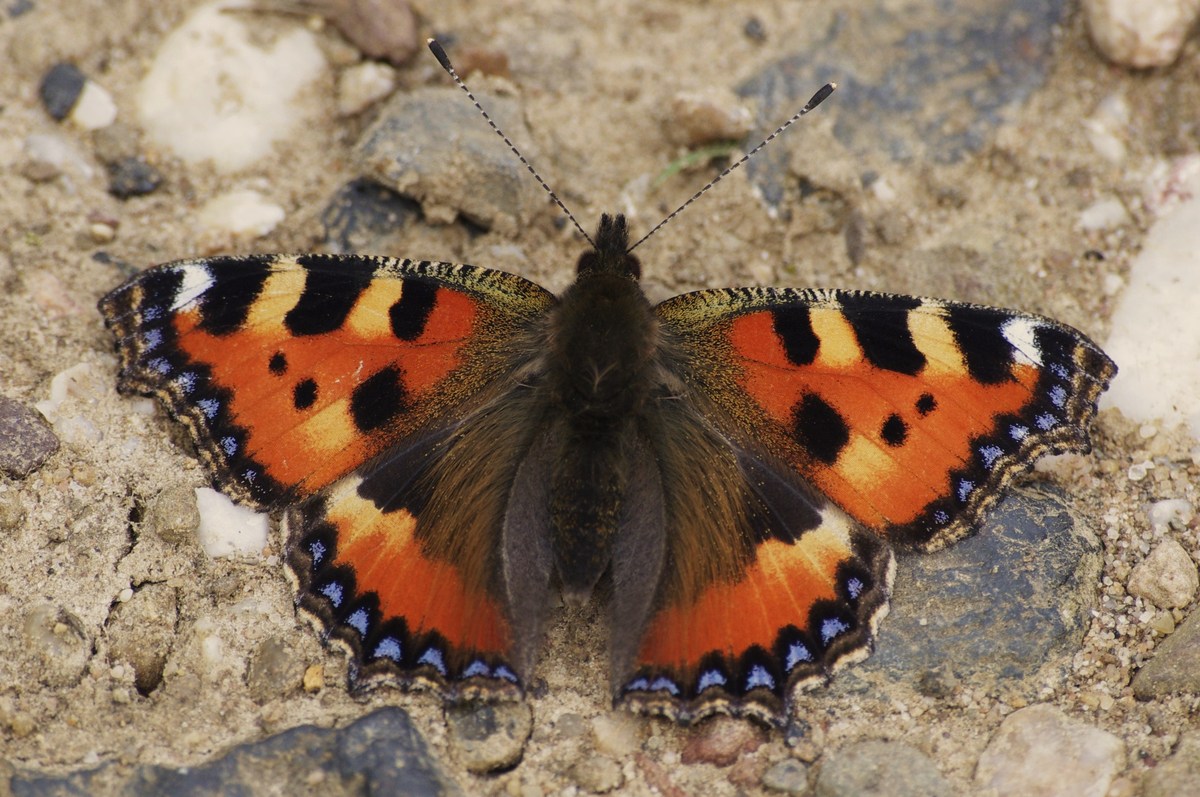 Fuchs