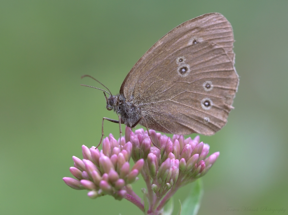 Brauner Waldvogel (Aphantopus hyperantus)