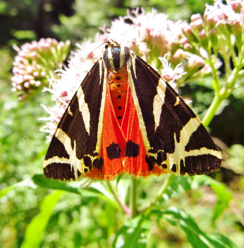 Russischer Bär (Euplagia quadripunctaria)
