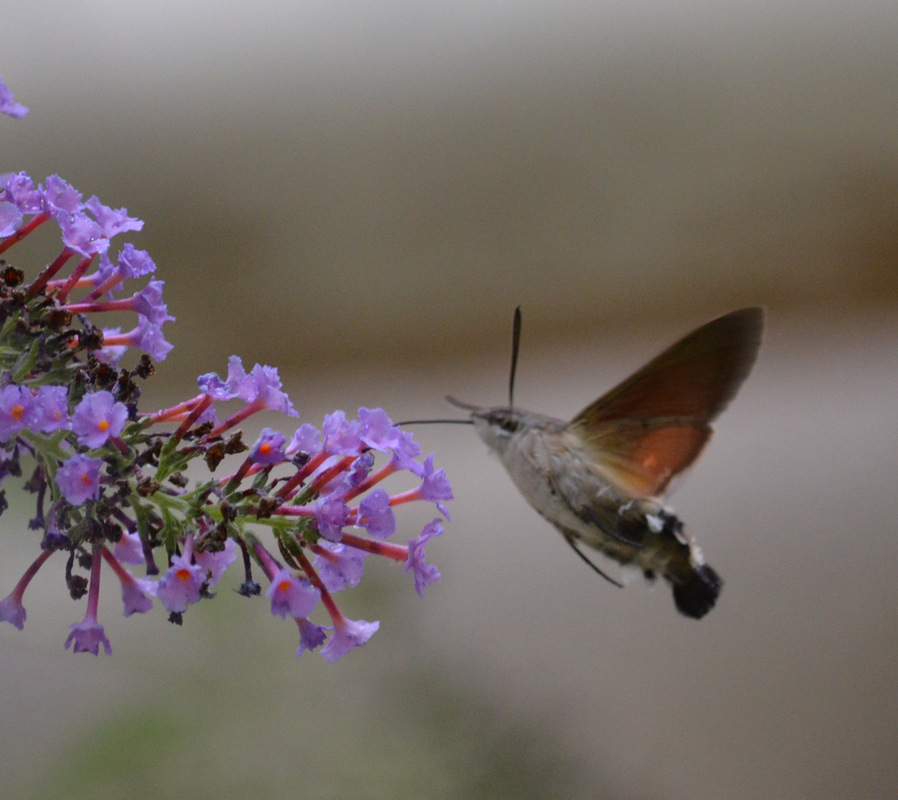 und noch ein schmetterling ?