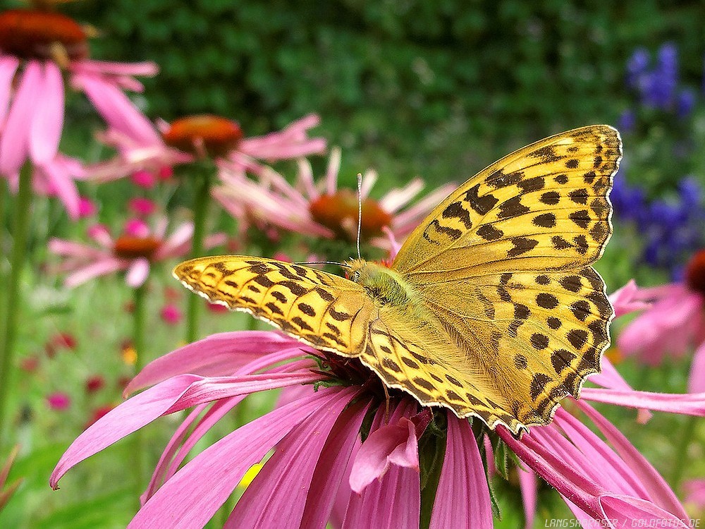 Kaisermantel auf Echinacea