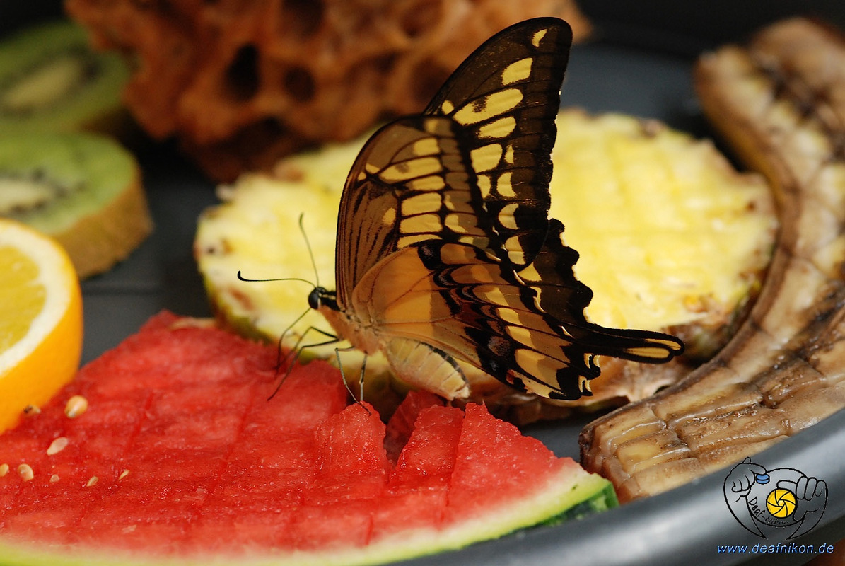 Schmetterling 1