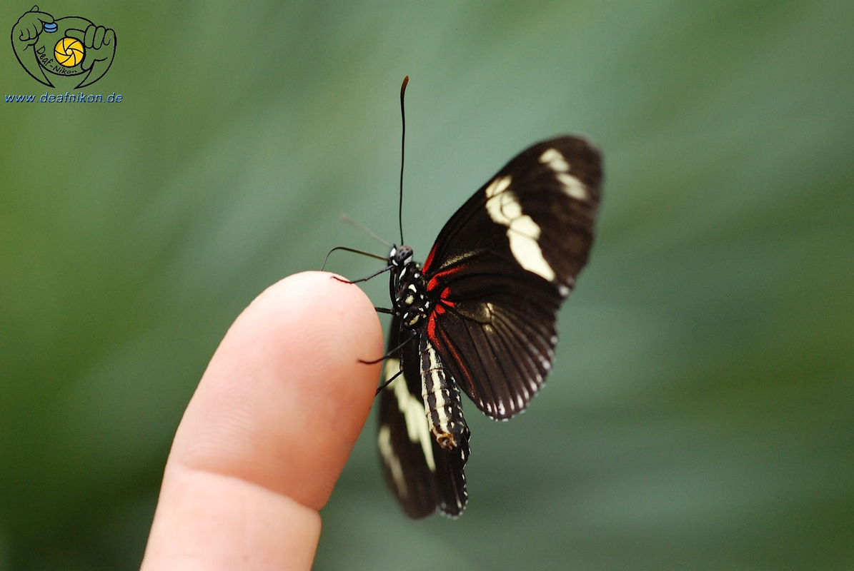 Schmetterling 3