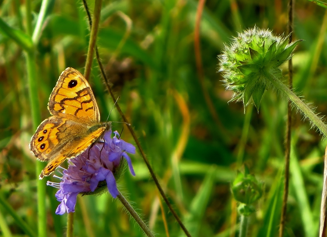 Schmetterling