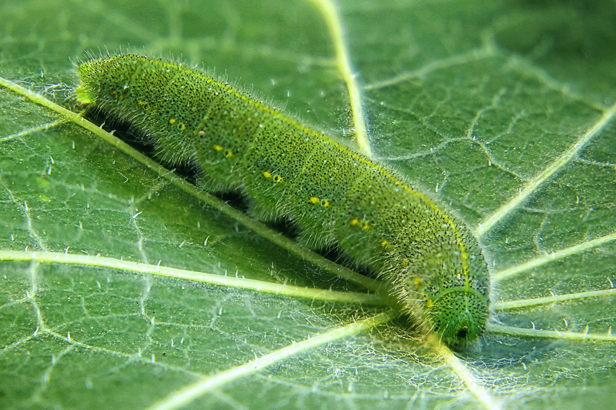 Kleiner Kohlweißling - Raupe