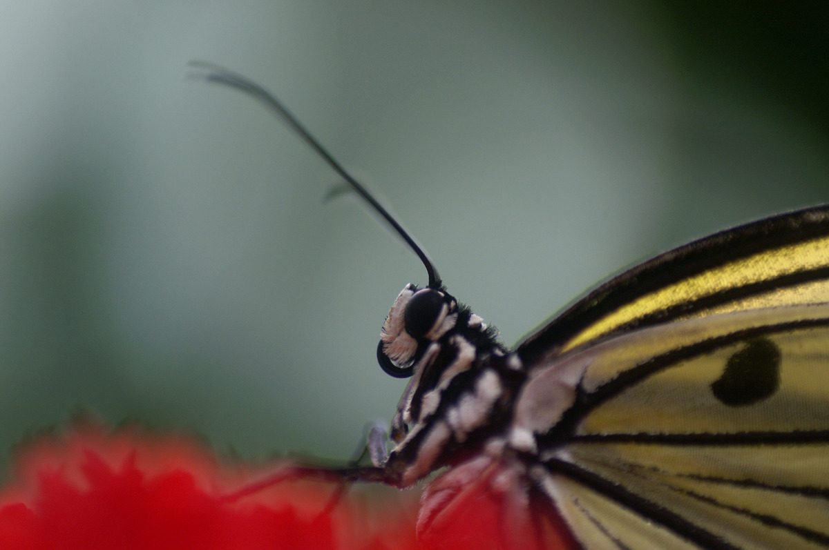Porträt eines Schmetterlings II