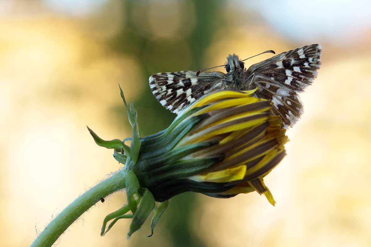 Ein Bild vom Frühjahr