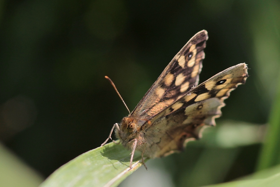 Schmetterling