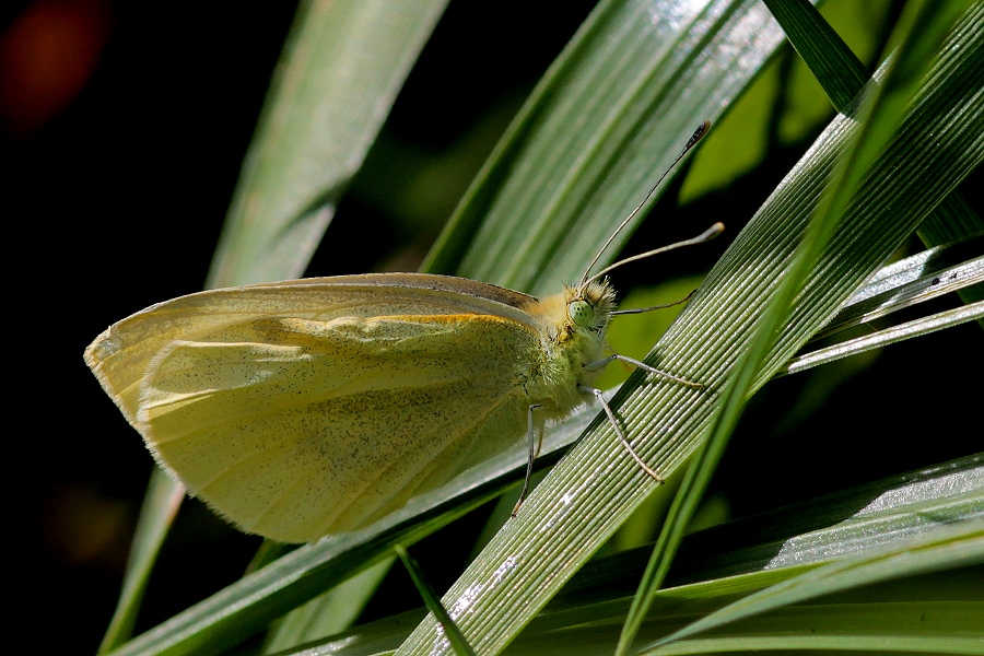 Noch ein Schmetterling