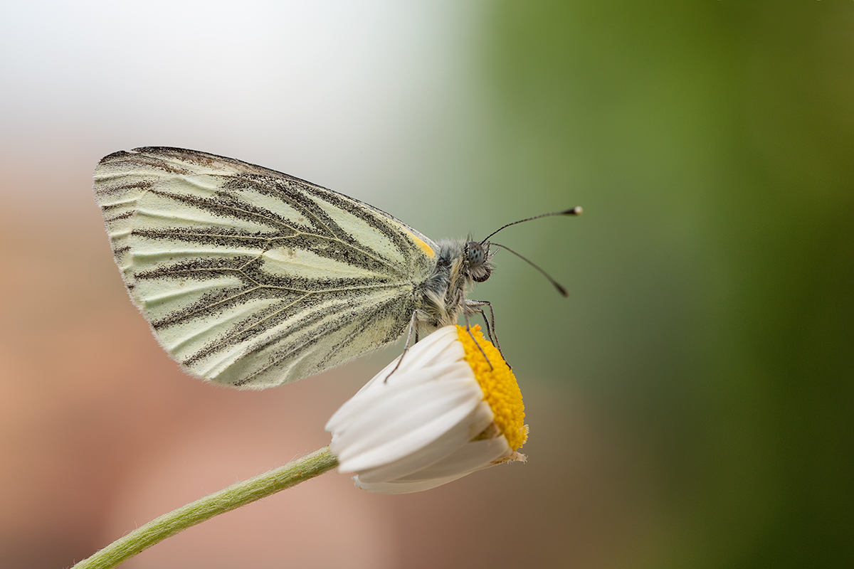 Grünaderweißling