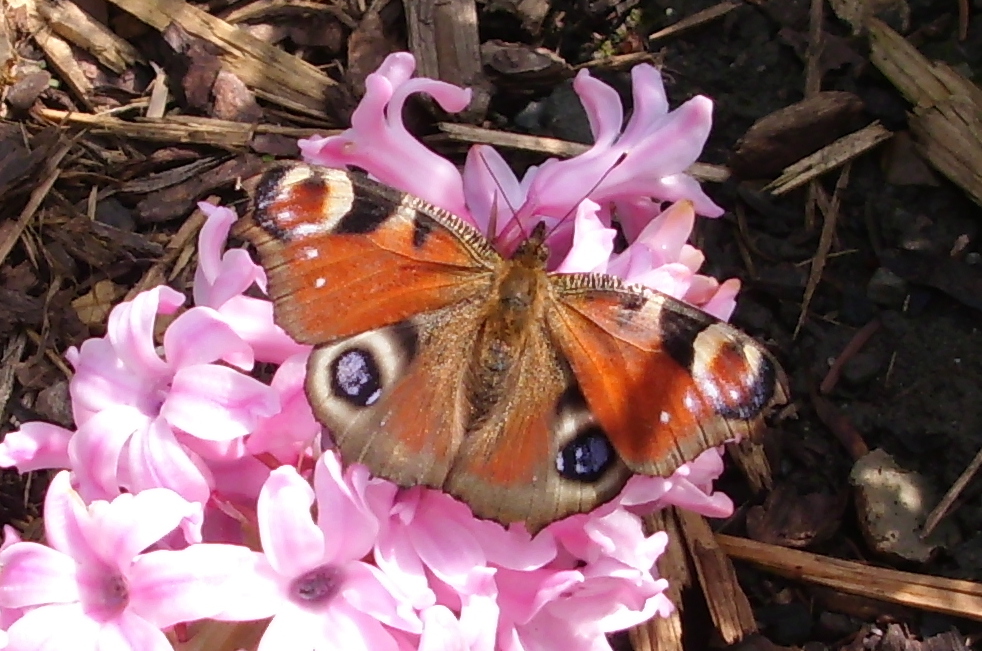 Endlich einen erwischt........