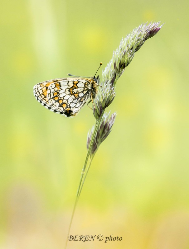 Große Perlmutterfalter (Argynnis aglaja)