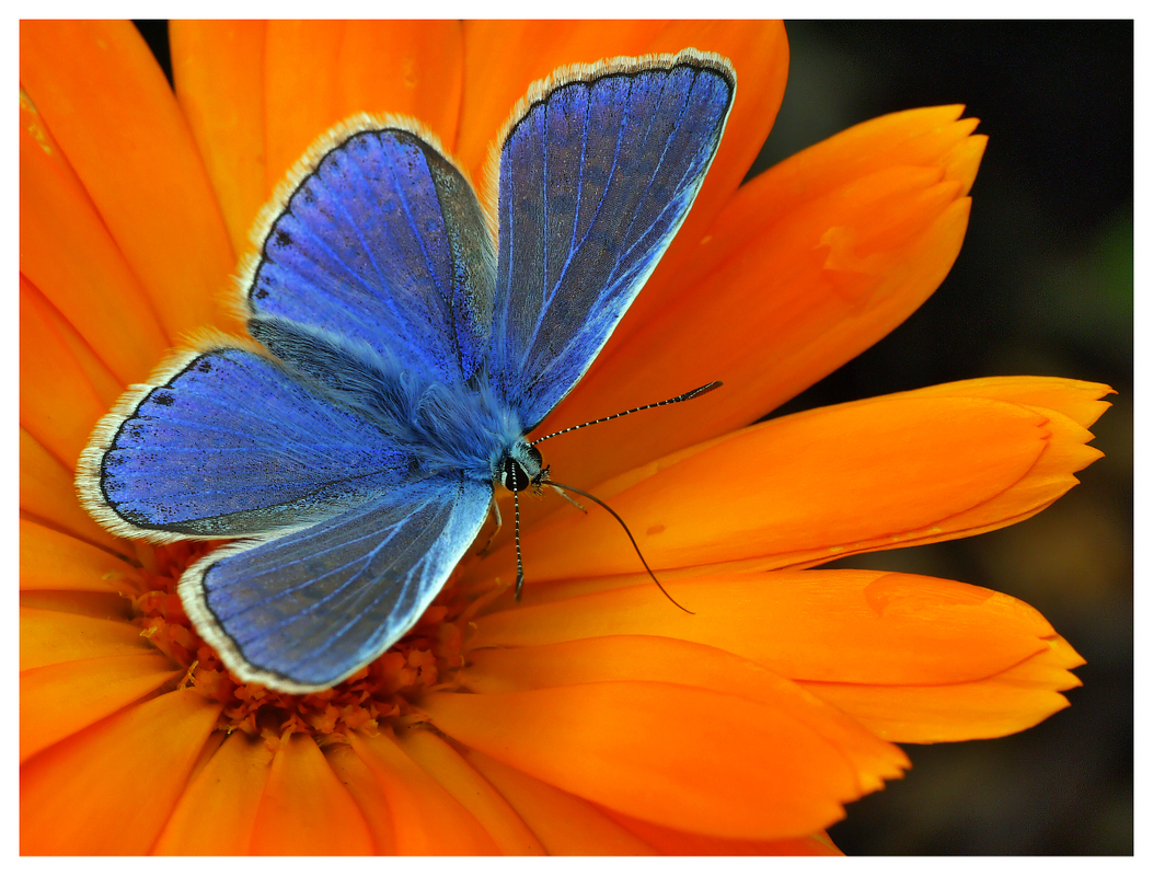 Polyommatus bellargus