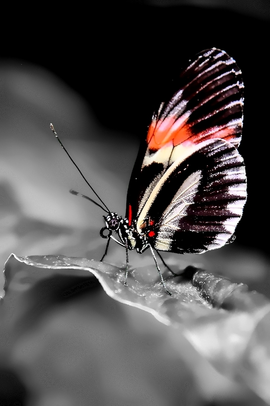 Color Key