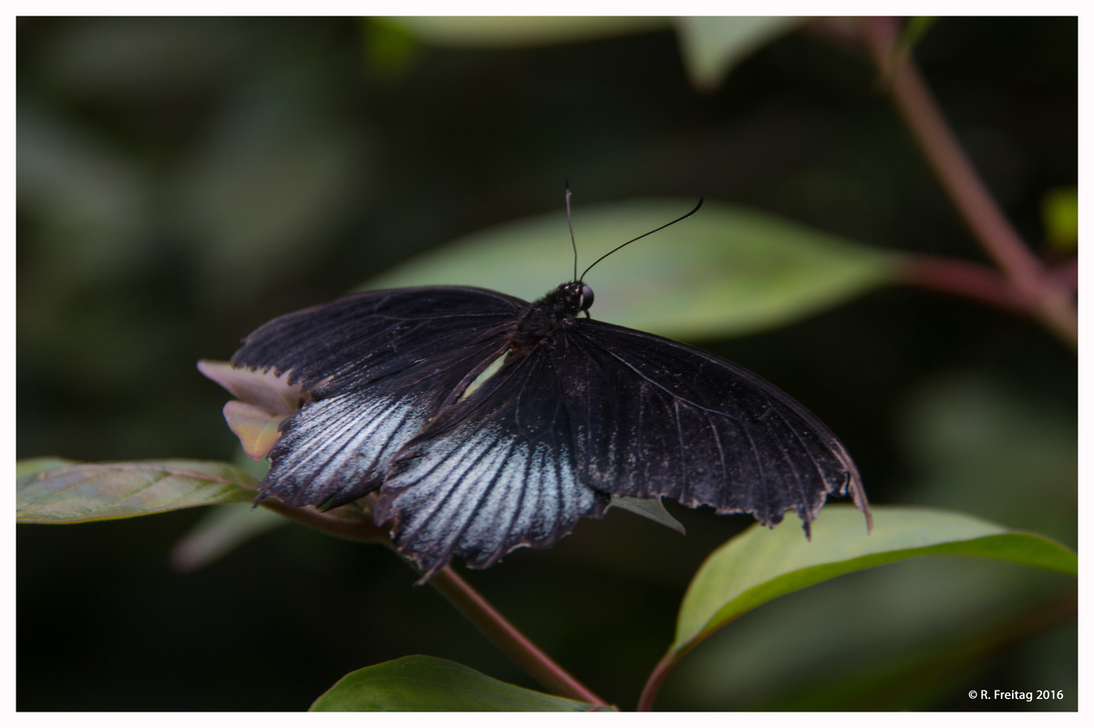 Blacky