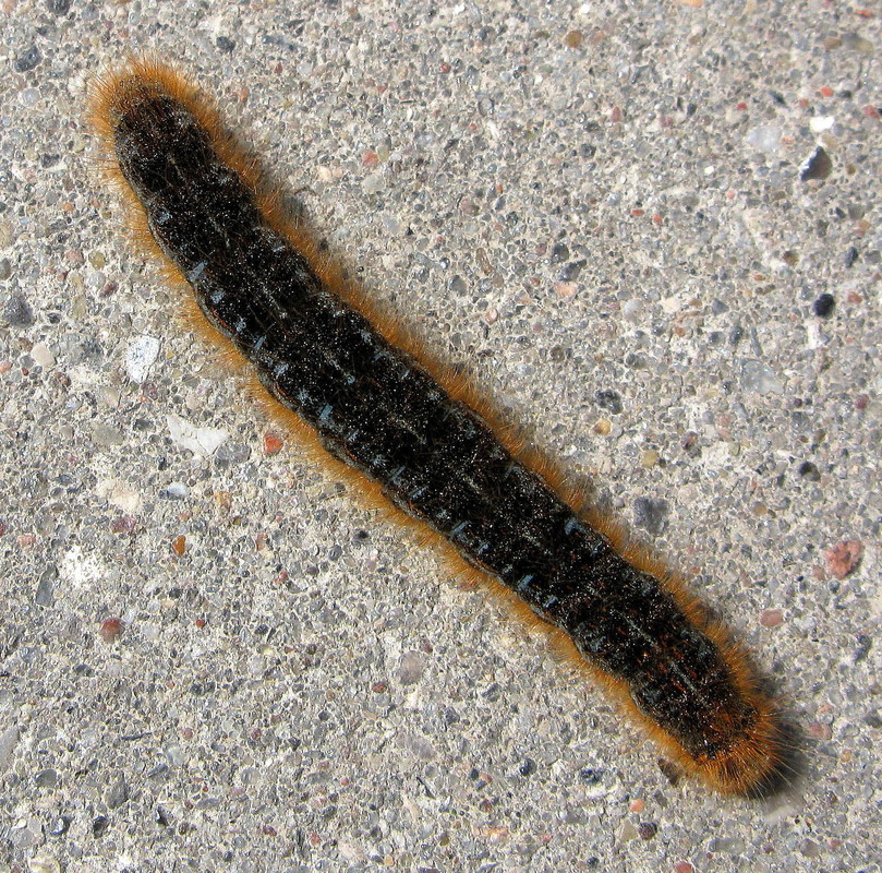 Raupe des Kleespinners (Lasiocampa trifolii)
