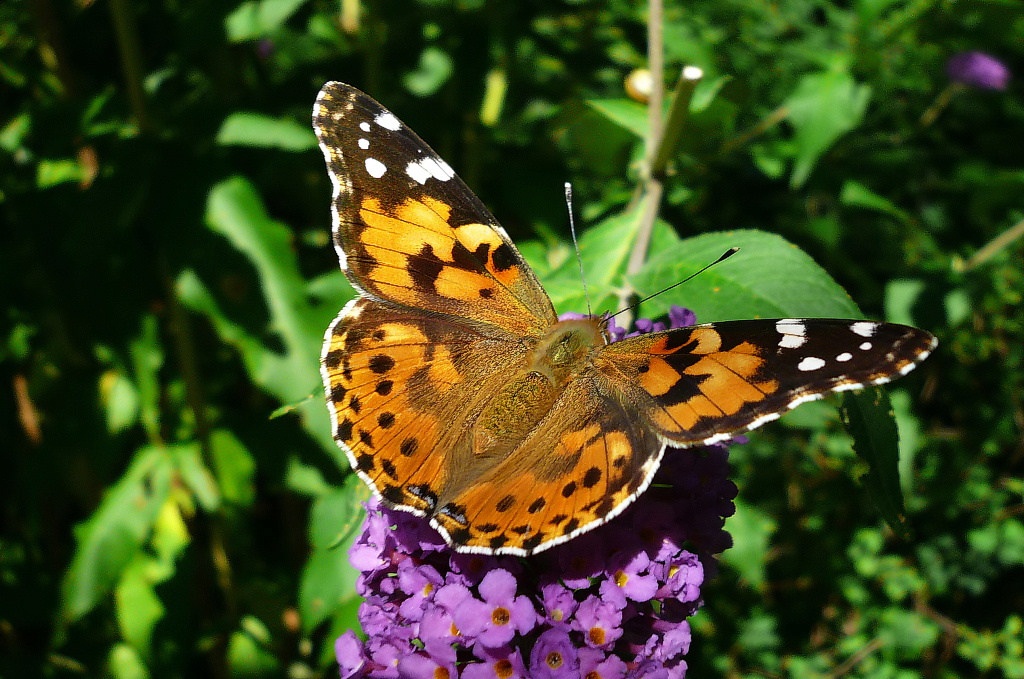 Distelfalter auf Sommerflieder