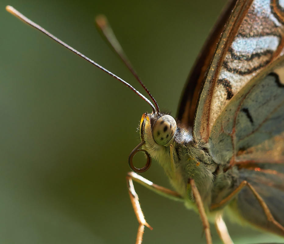 Portrait eines Falters