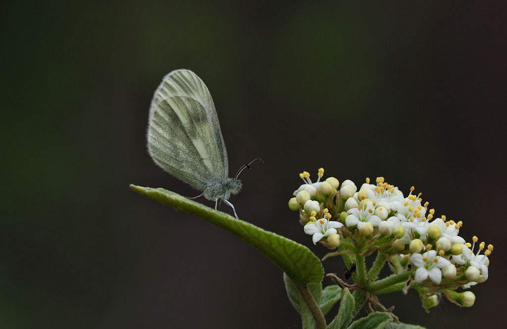 Tintenfleck Weißling