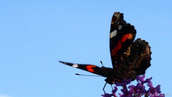 Schmetterlinge in unserem Garten