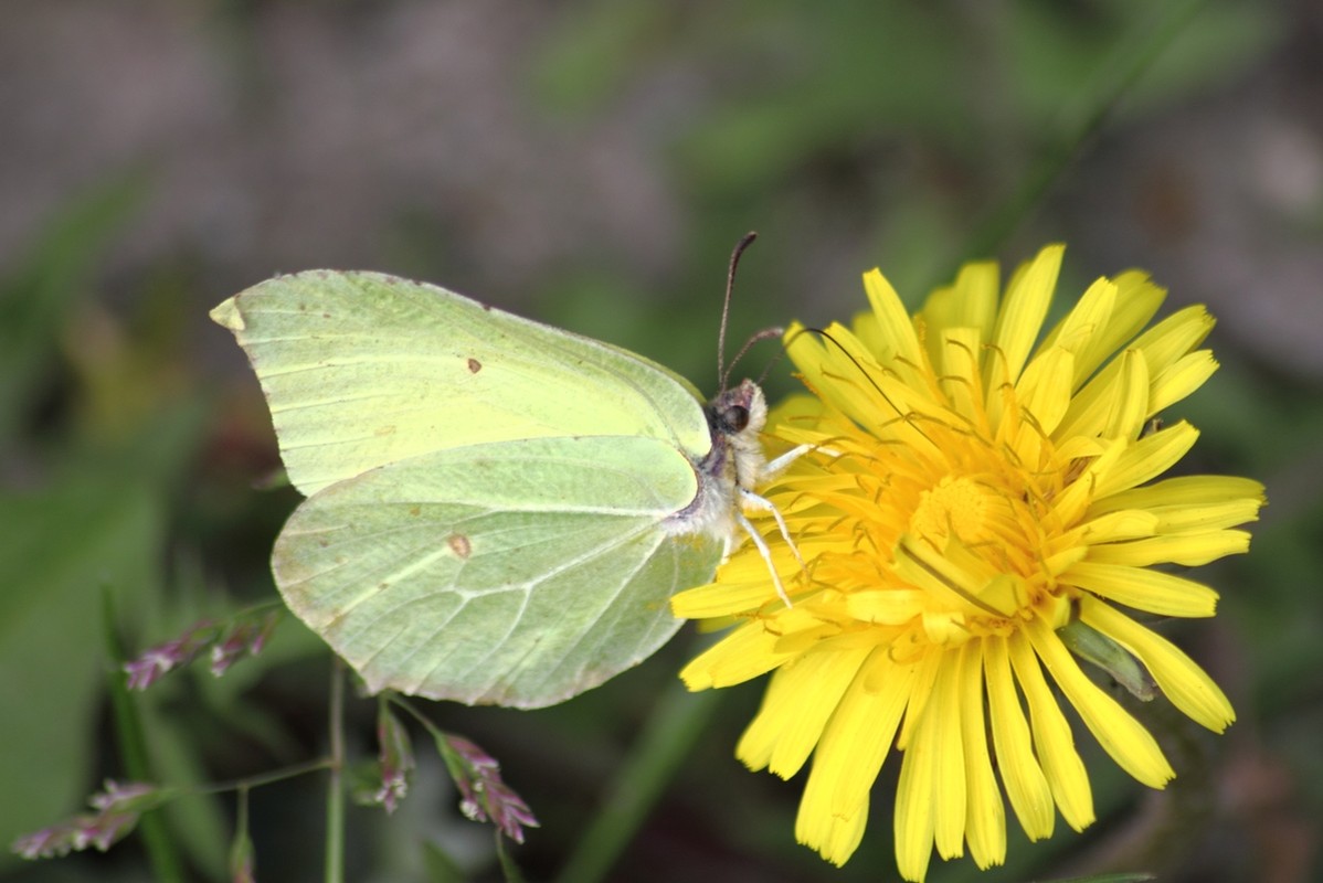 Zitronenfalter auf Löwenzahn