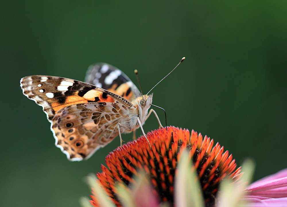 Und noch ein Diestelfalter