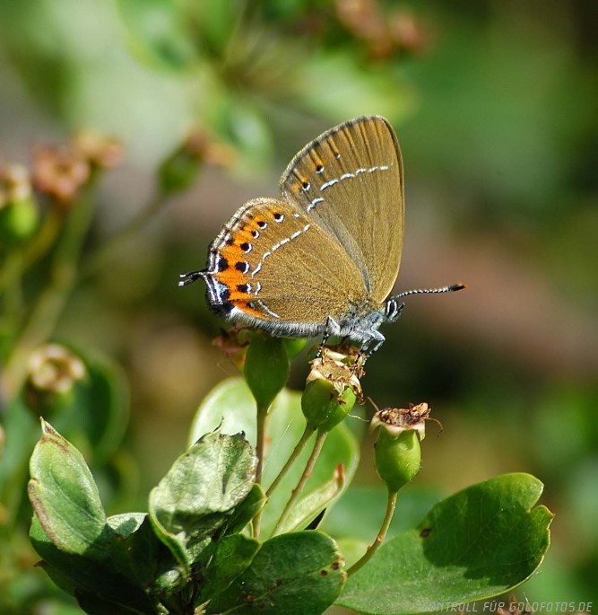 Satyrium Pruni
