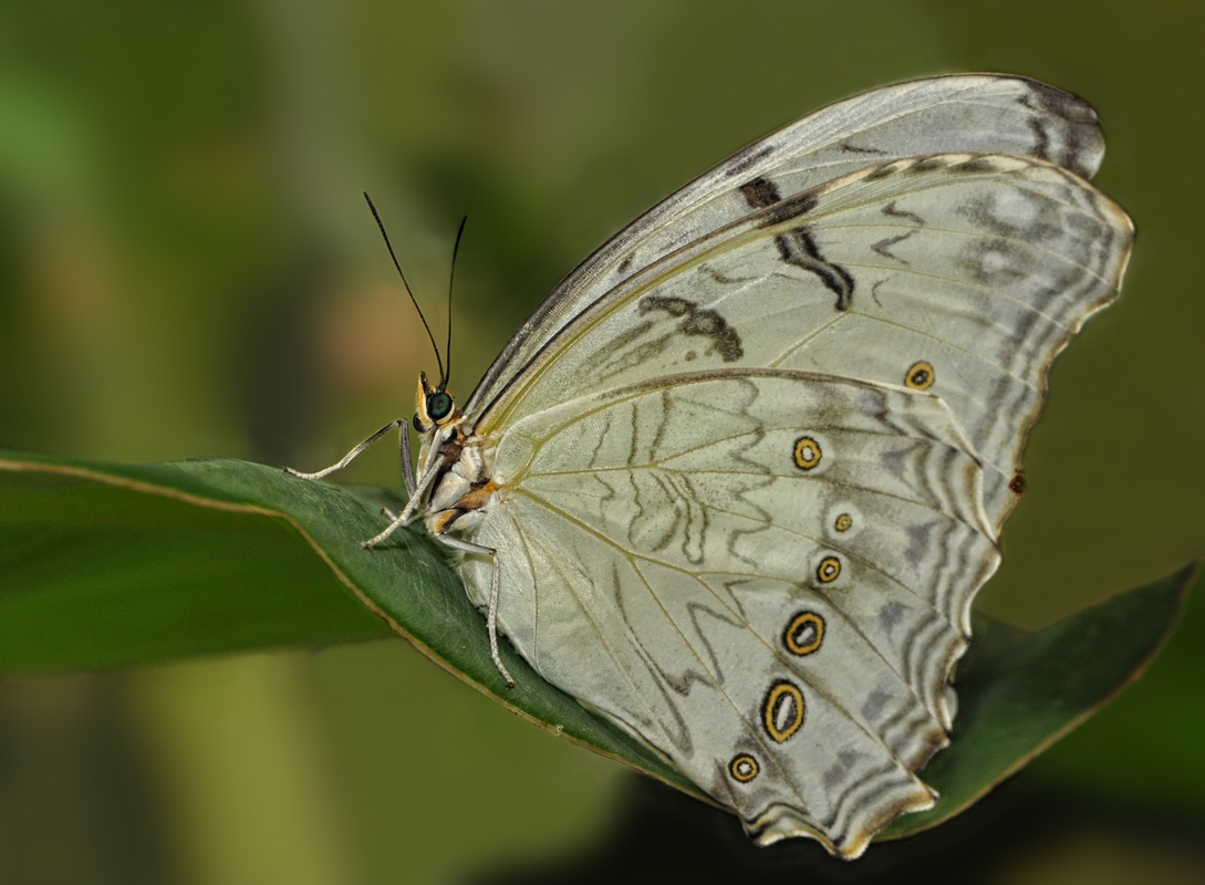 Weißer Morphofalter