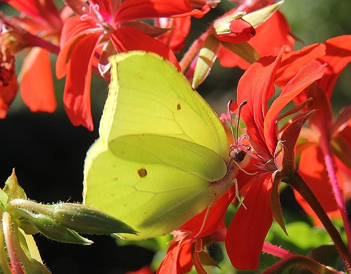 Zitronenfalter auf Geranie