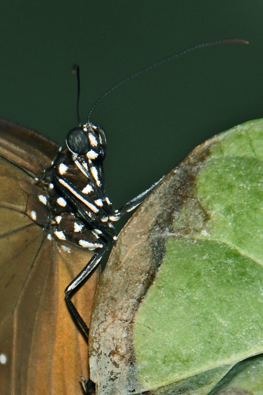 Schau mir in die Augen, Kleines ...