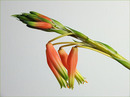 Aloe