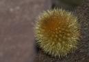 Stachliger Puschel