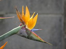 Vogel oder Pflanze?