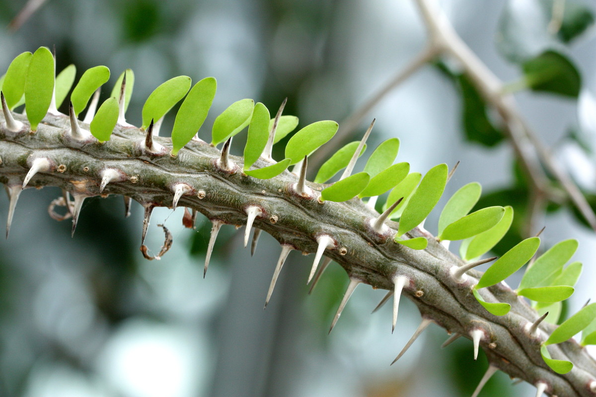 Im botanischen Garten 3