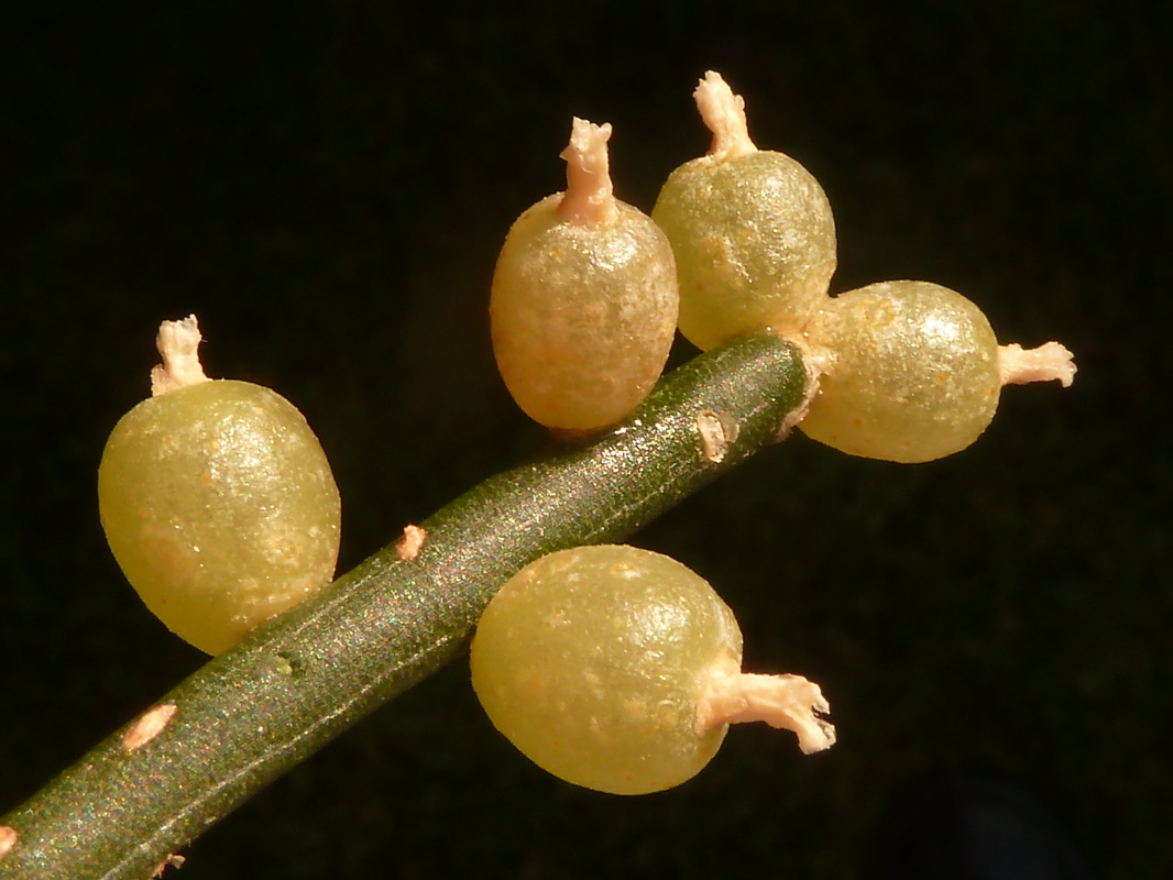 Reife beerenartige Früchte