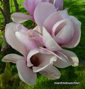 Blumen- Magnolie