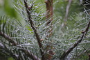 Regenwetter-tag2